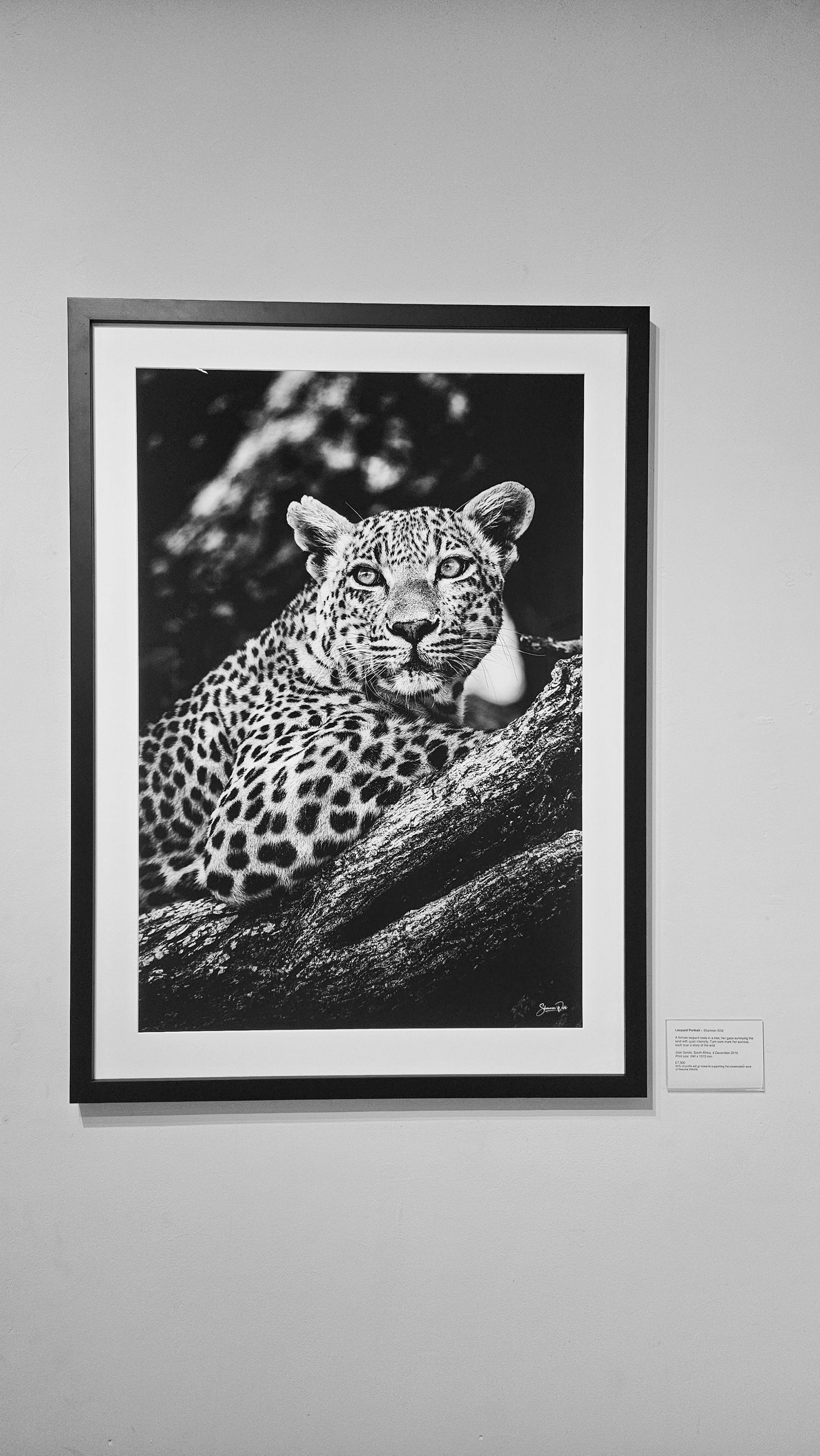 'Leopard'