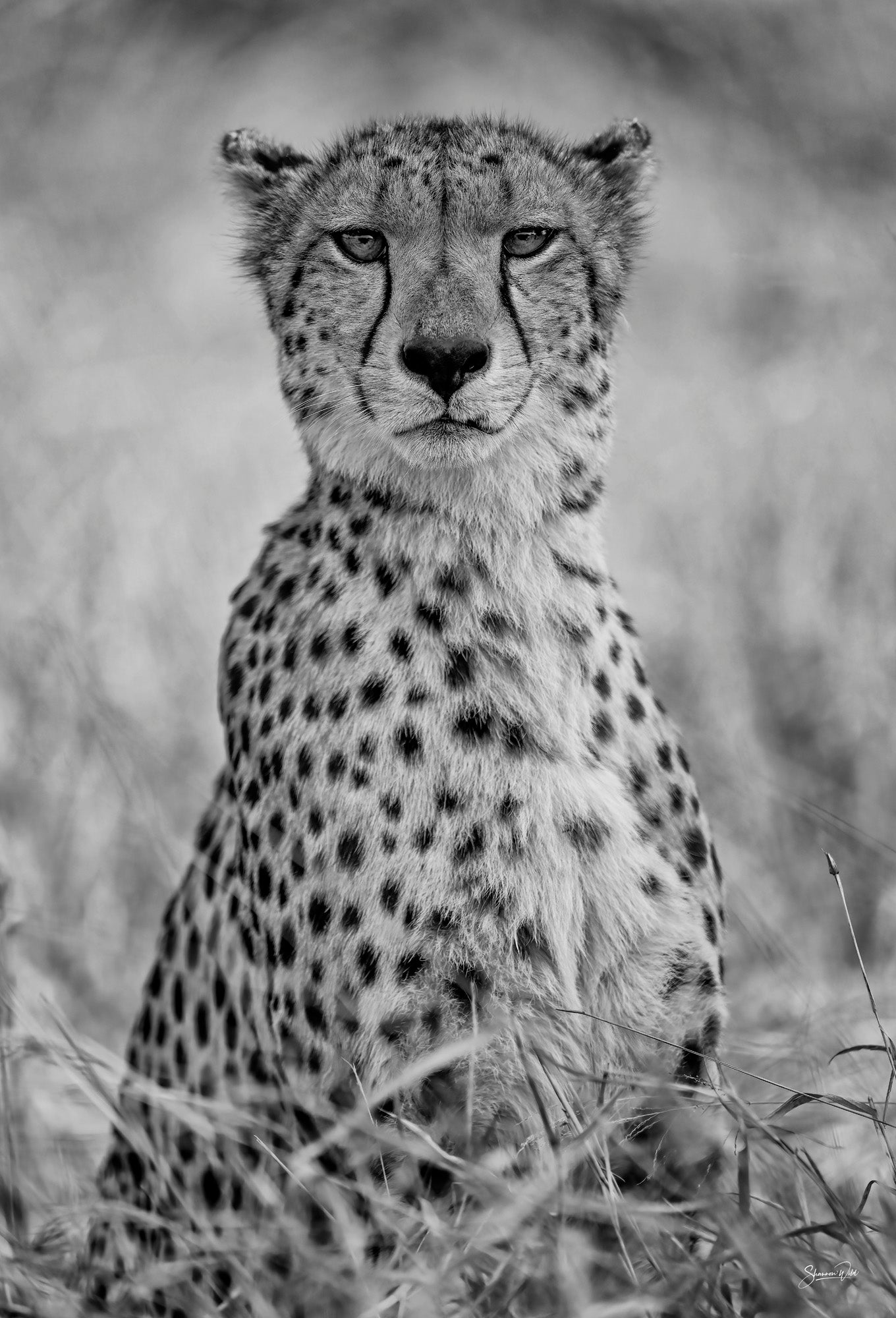 'Cheetah Portrait'