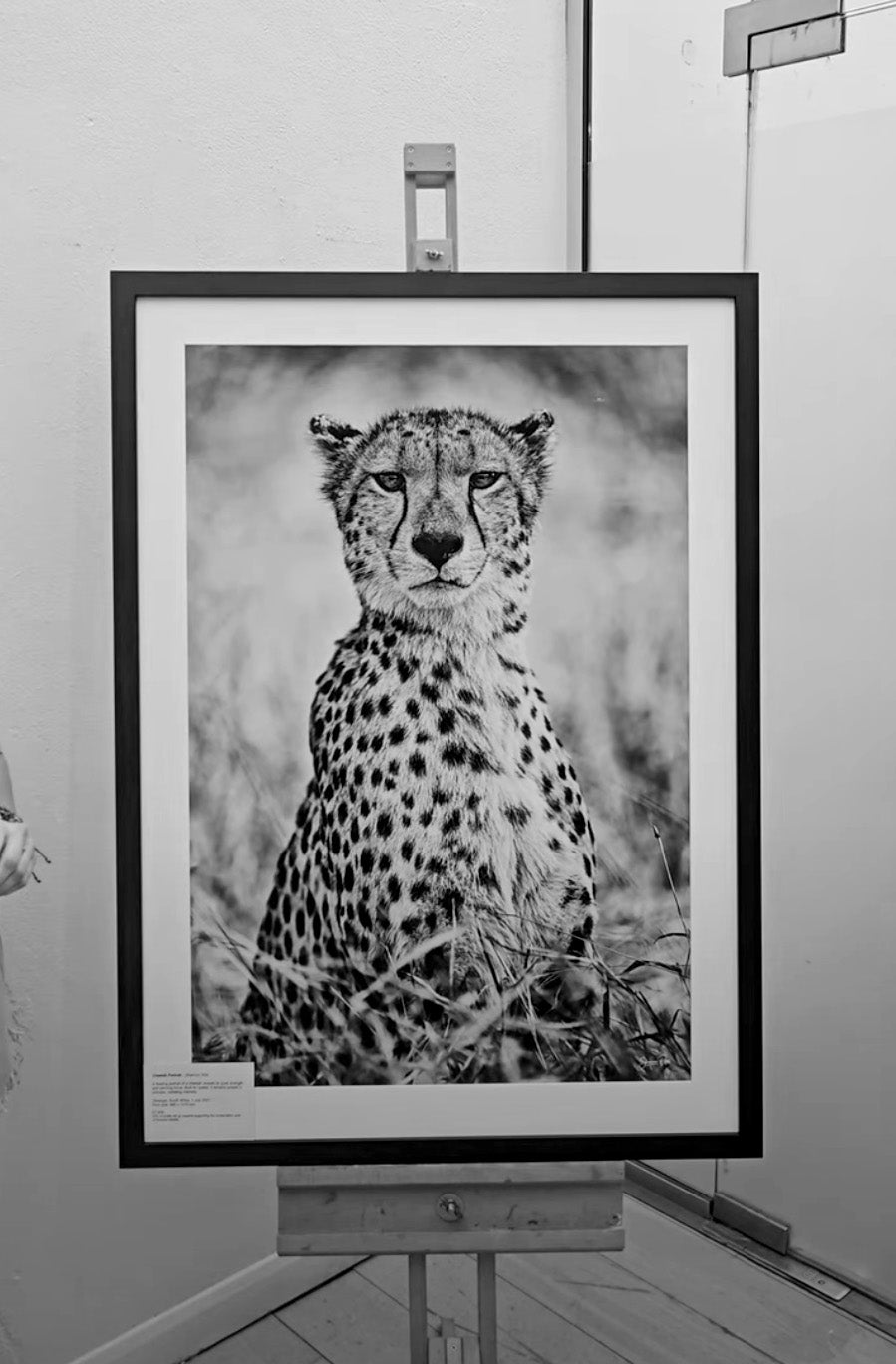 'Cheetah Portrait'