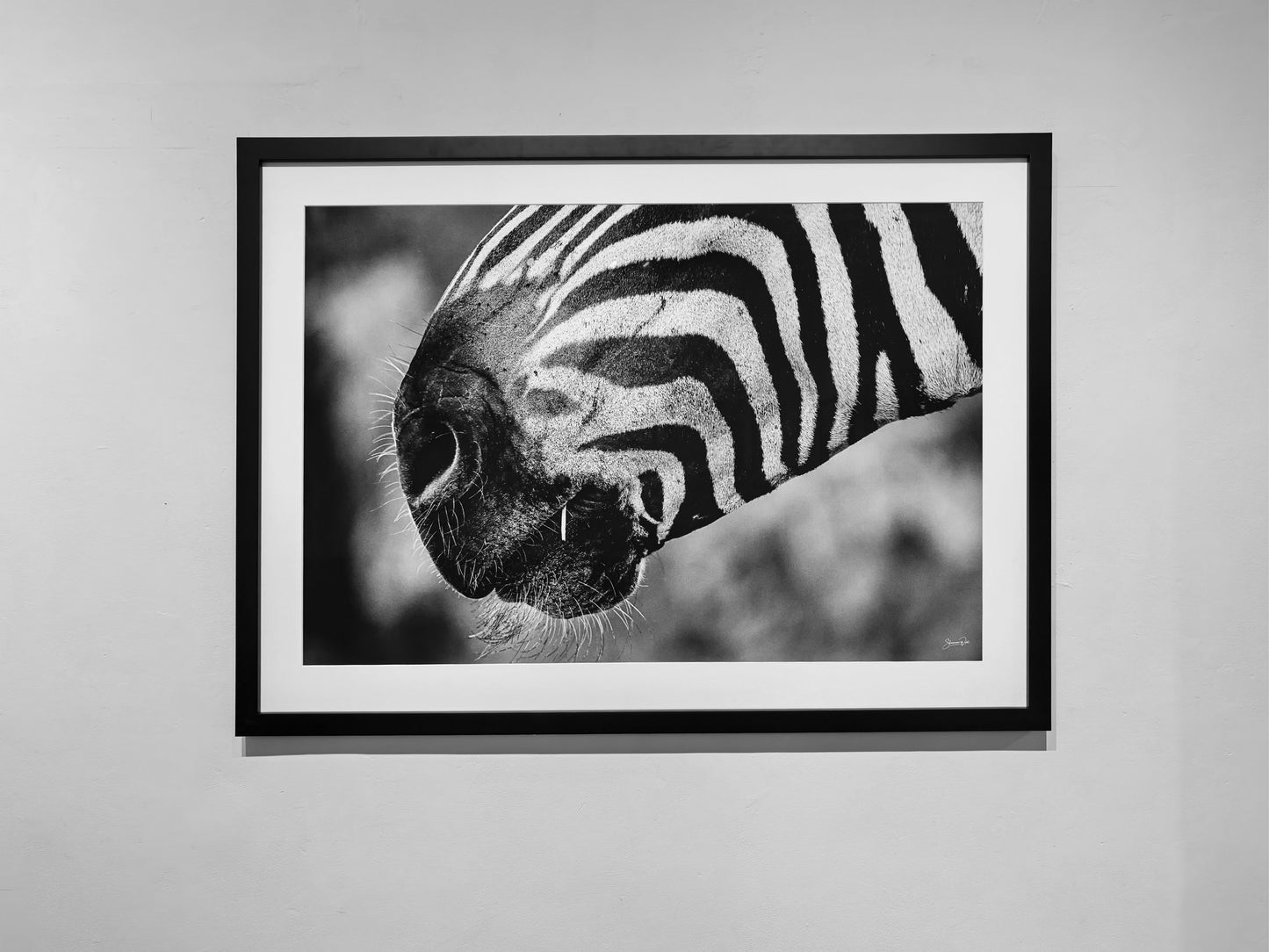 'Clark Gable Zebra'