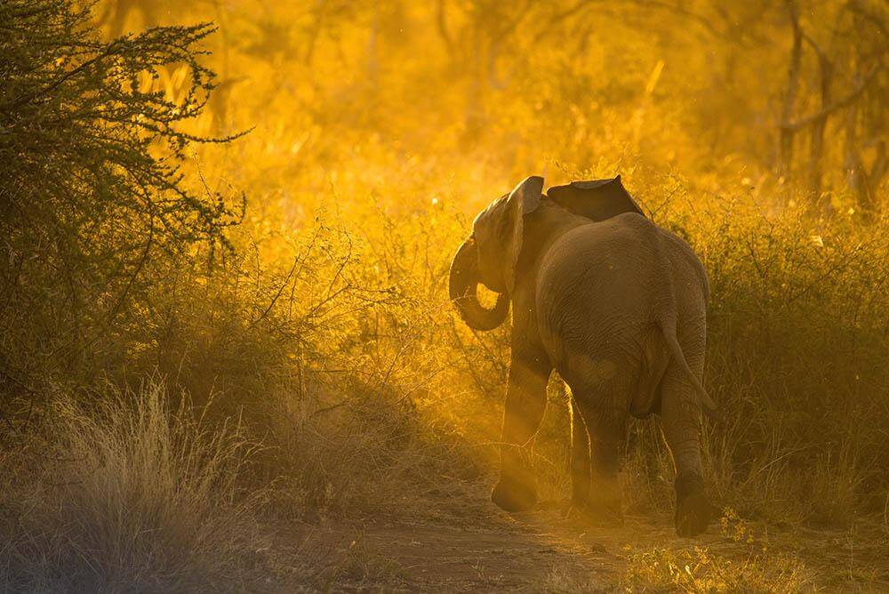 'Elephant at Dusk'