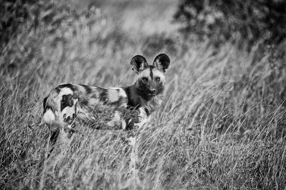 'African Wild Dog'