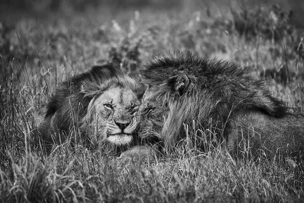 'Brothers I'