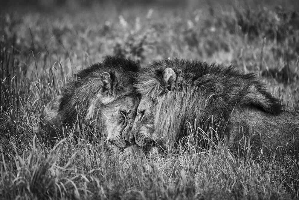 'Brothers II'
