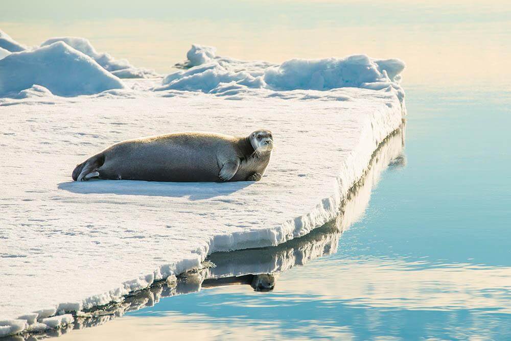 'Bearded Seal'