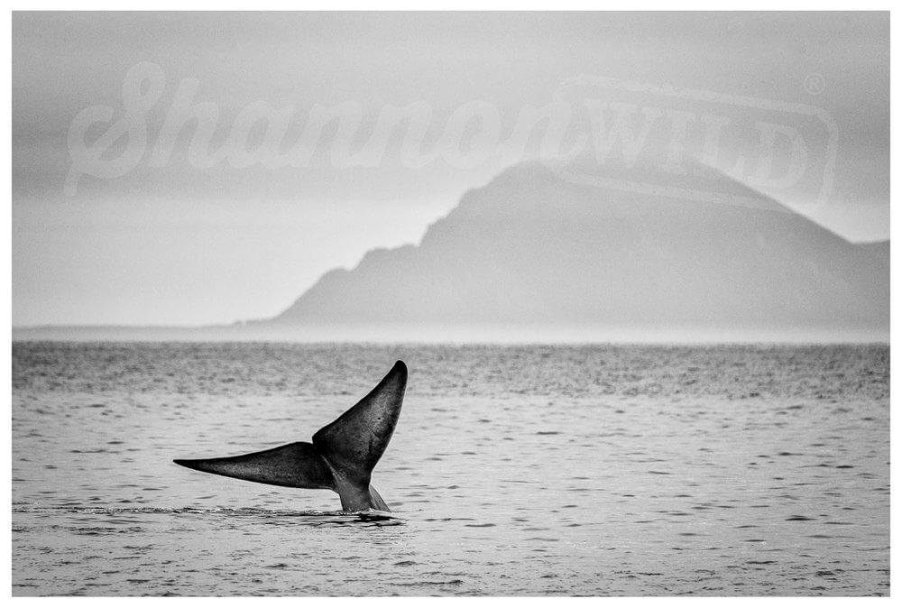 Blue Whale Print II - Wild In Africa