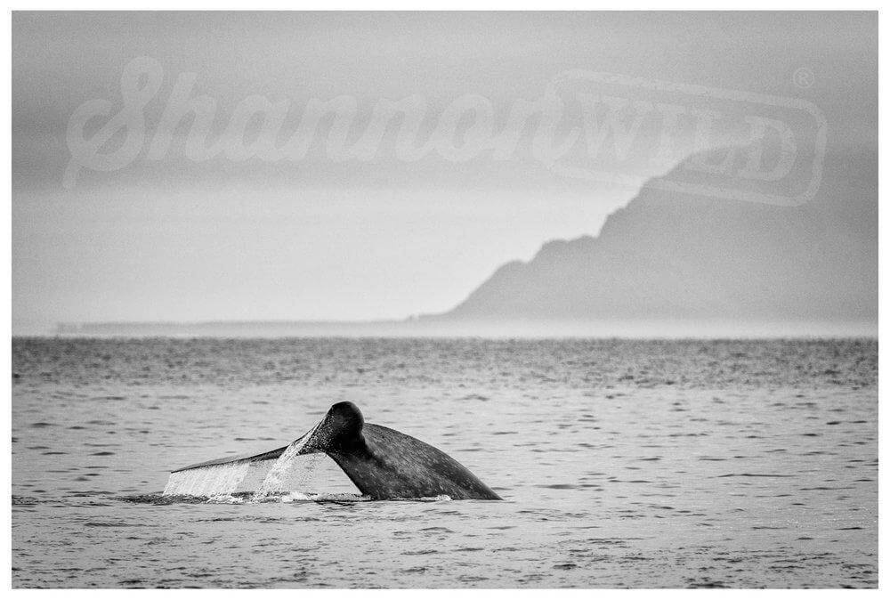 Blue Whale Print I - Wild In Africa