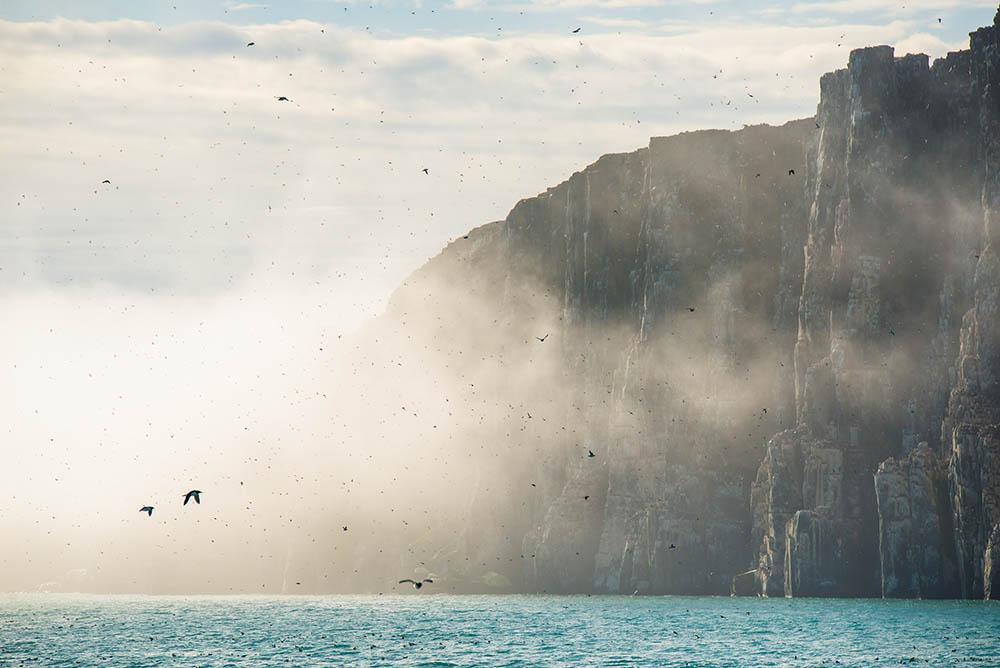 'Guillemots'