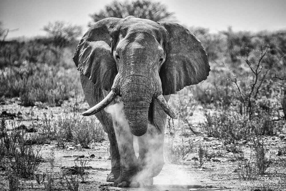'Etosha Giant'