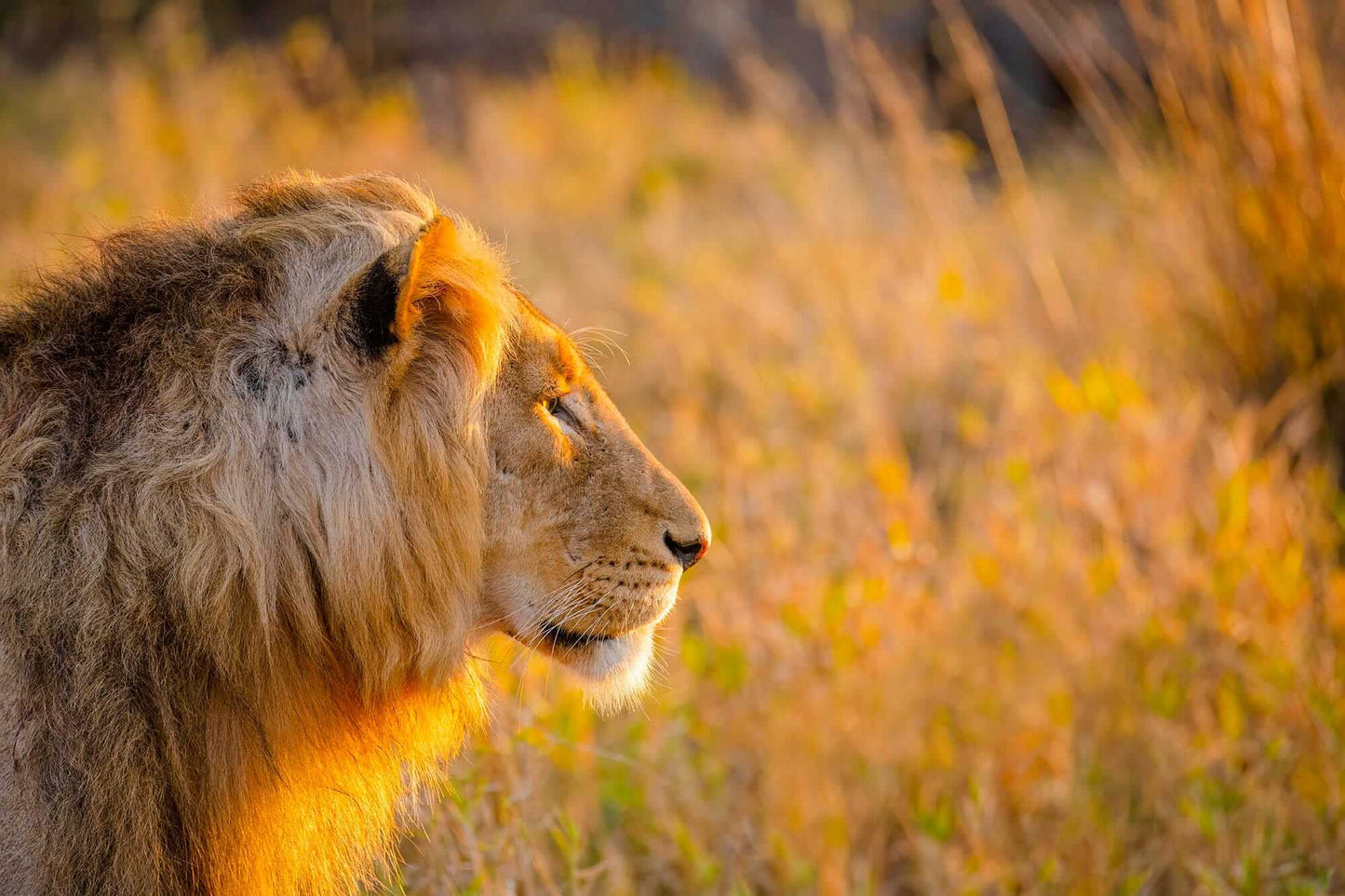 'Golden Profile'