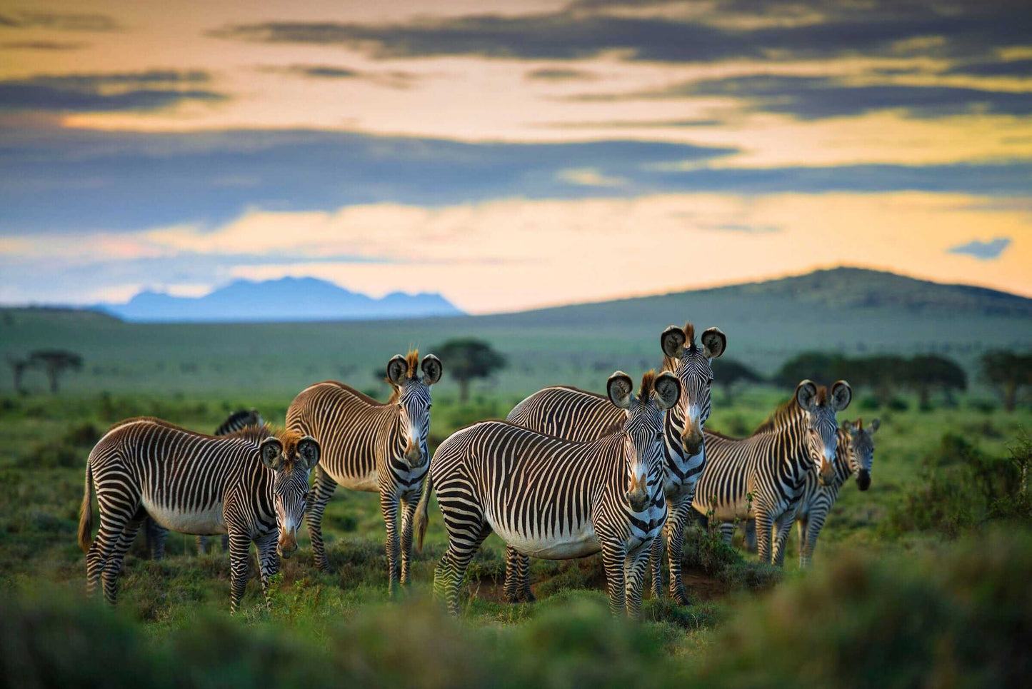 'Grevy's Zebra'