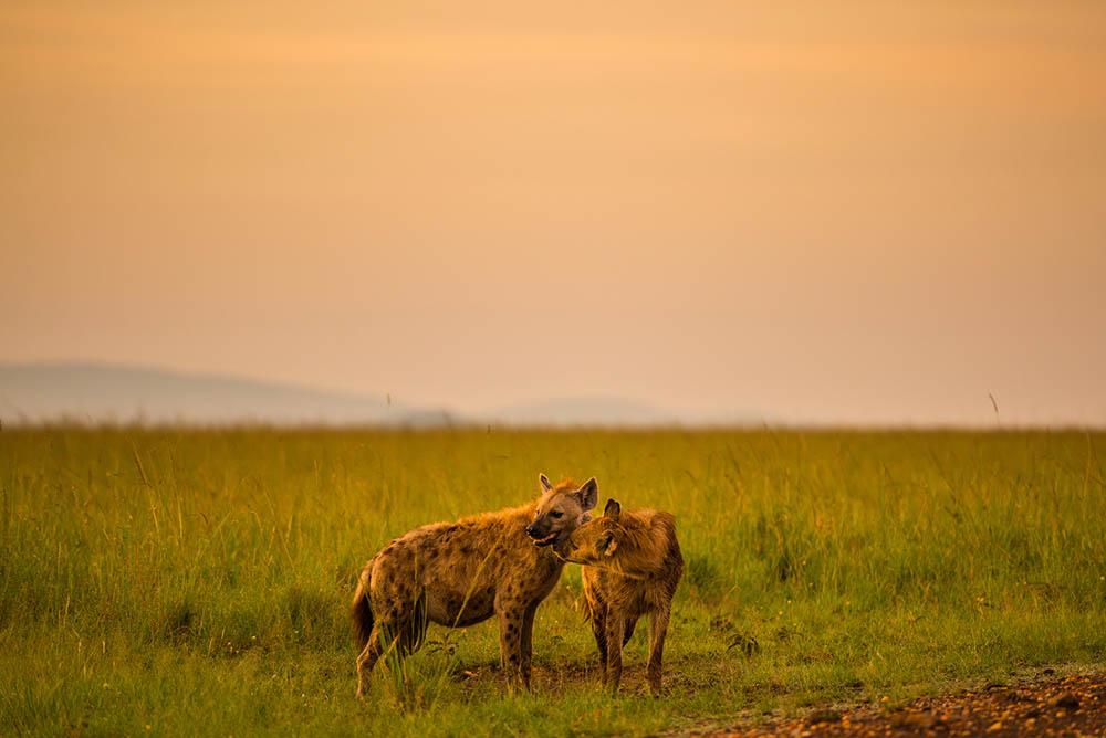'Hyena'