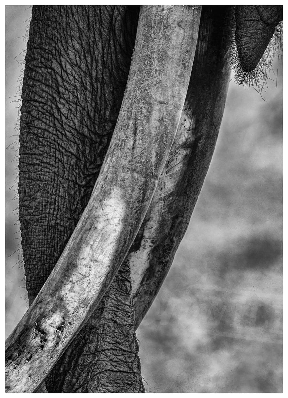 'Indian Tusker' Elephant Photo Print - Wild In Africa