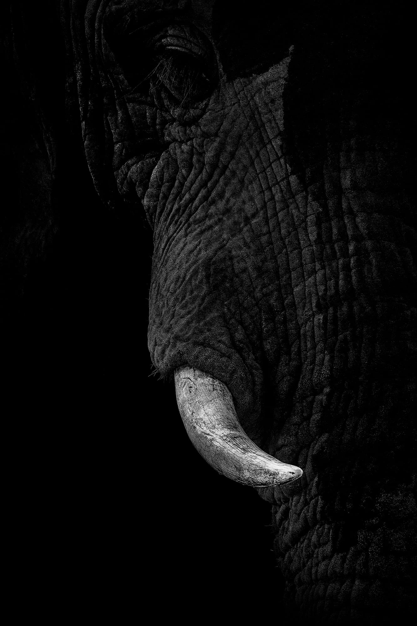 'Ivory II'