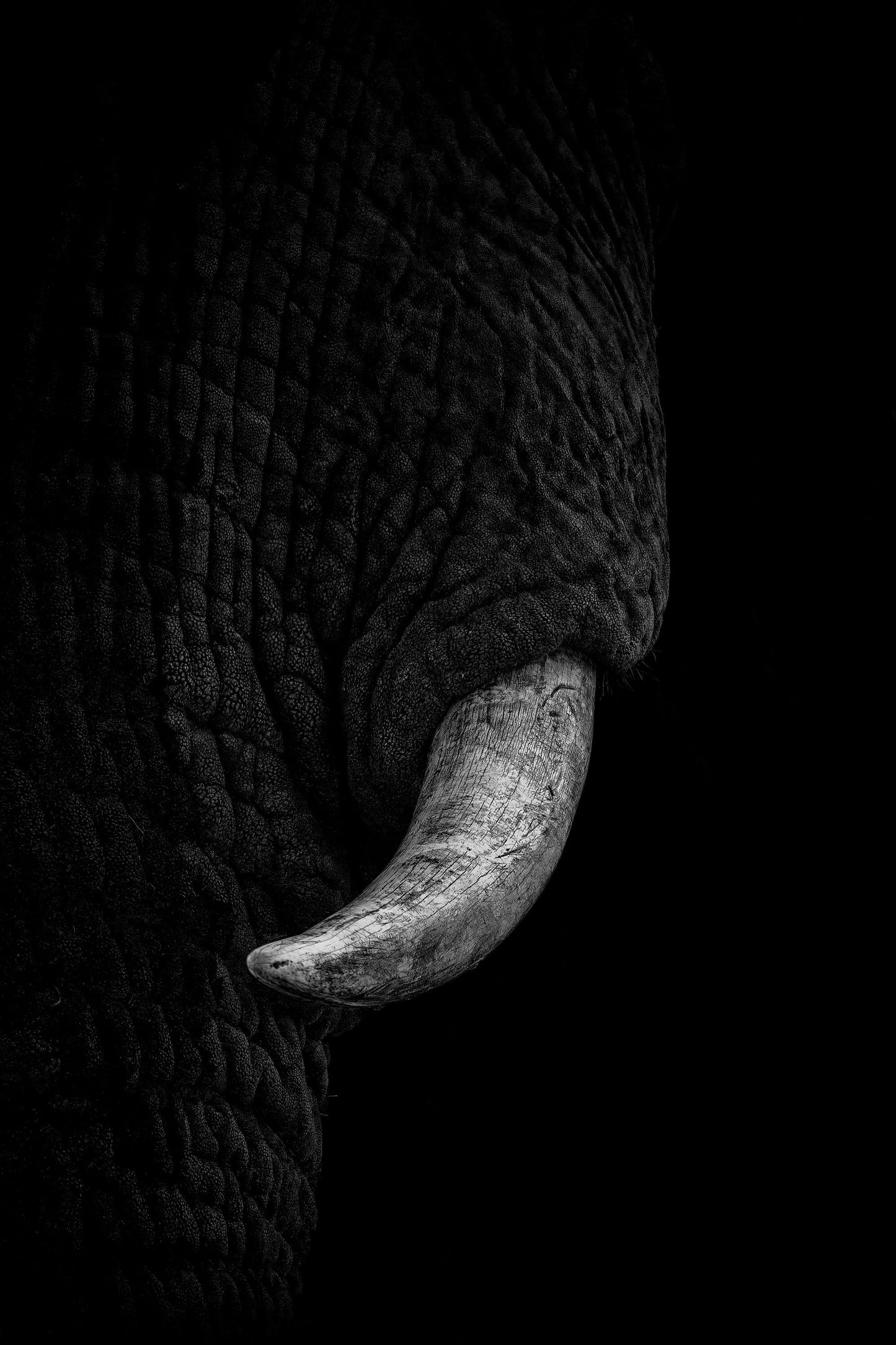 'Ivory'
