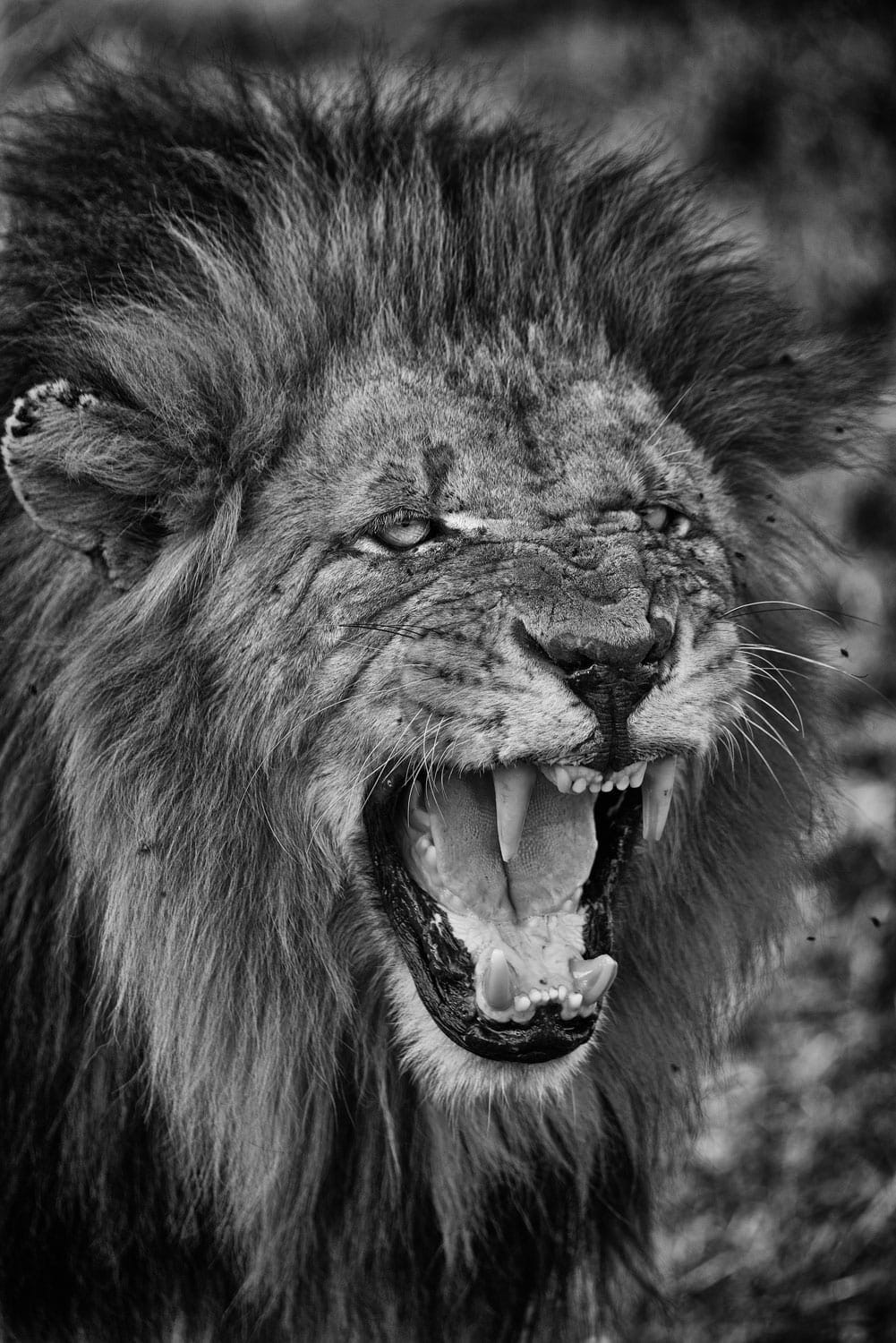 'King'