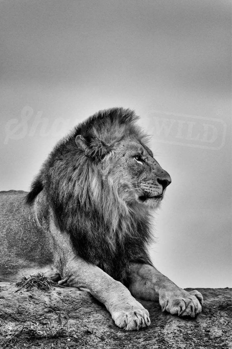 'Leo'