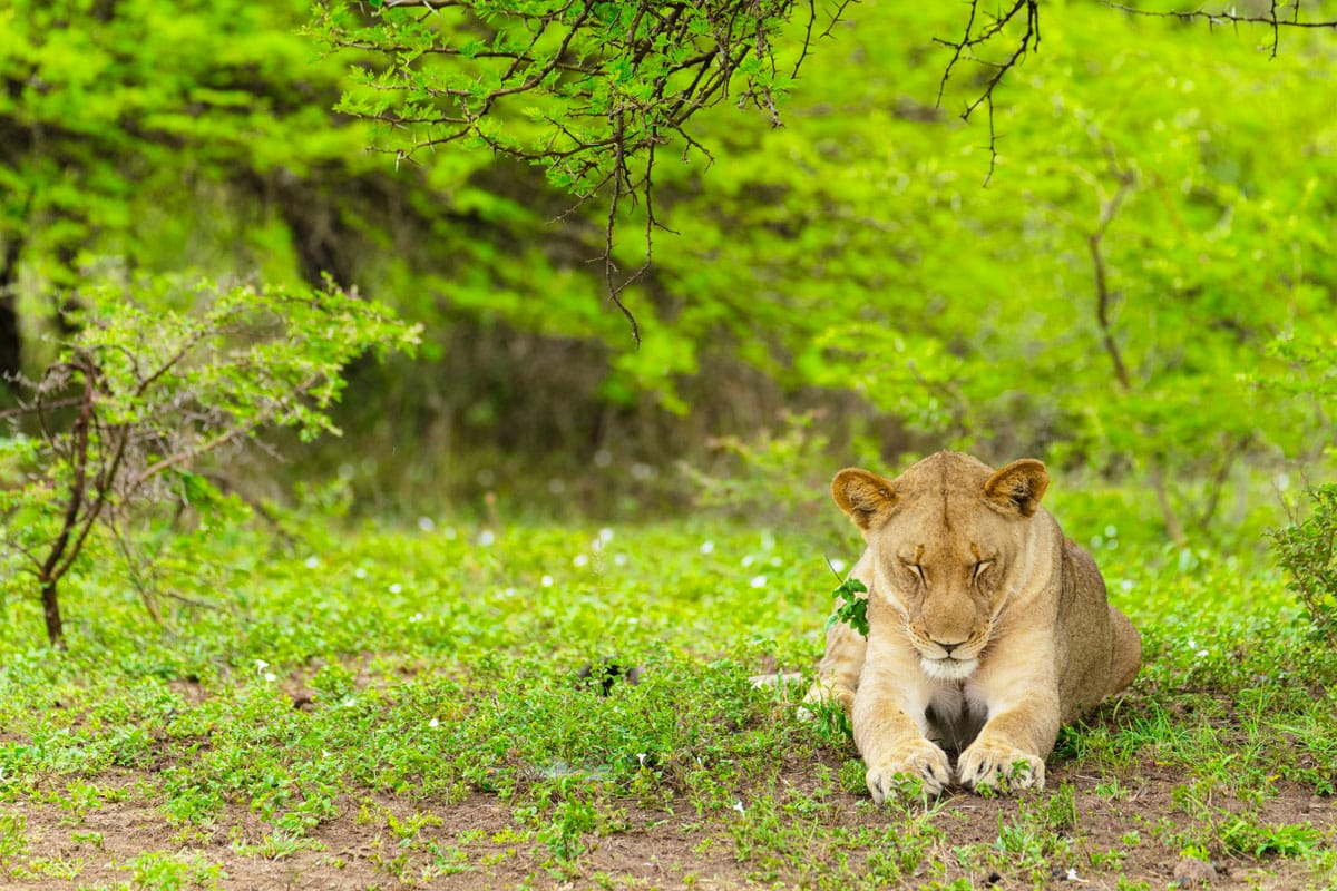 'Peaceful Lioness'