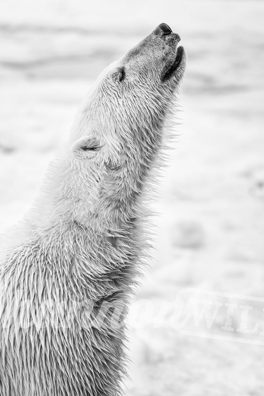 'Polar Bear Profile' Fine Art Polar Bear Print - Wild In Africa