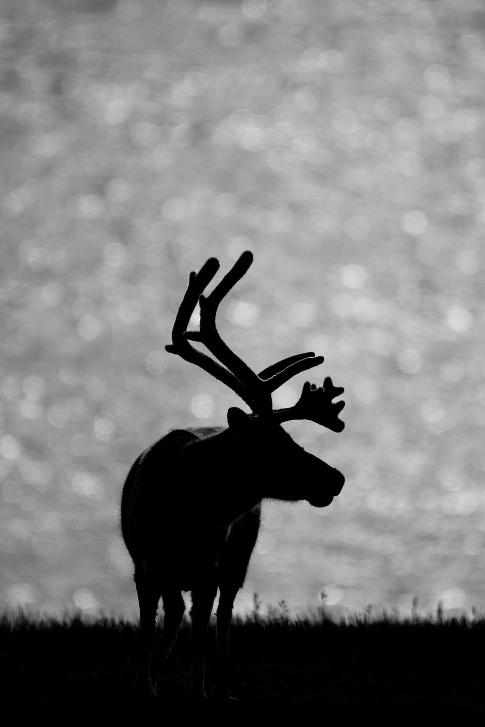 'Reindeer'