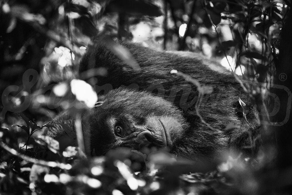 'Shy Silverback' Fine Art Gorilla Print - Wild In Africa
