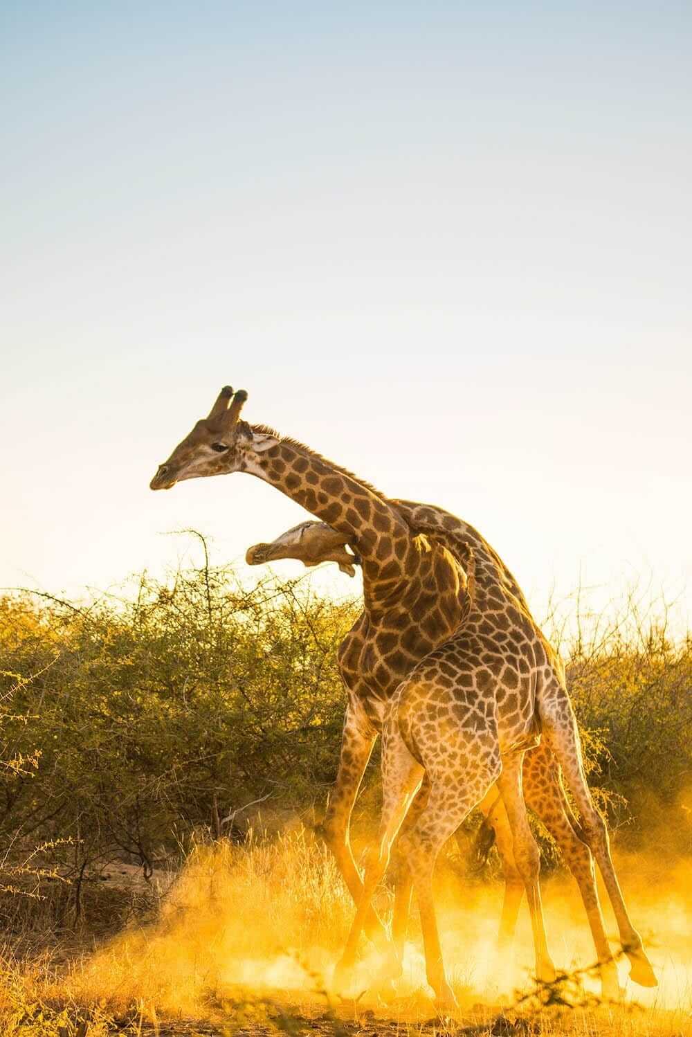 'Giraffe Necking II'