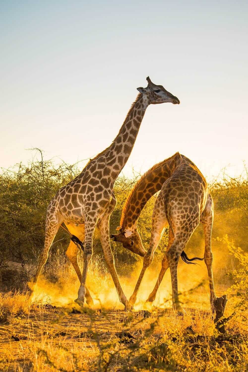 'Giraffe Necking I'