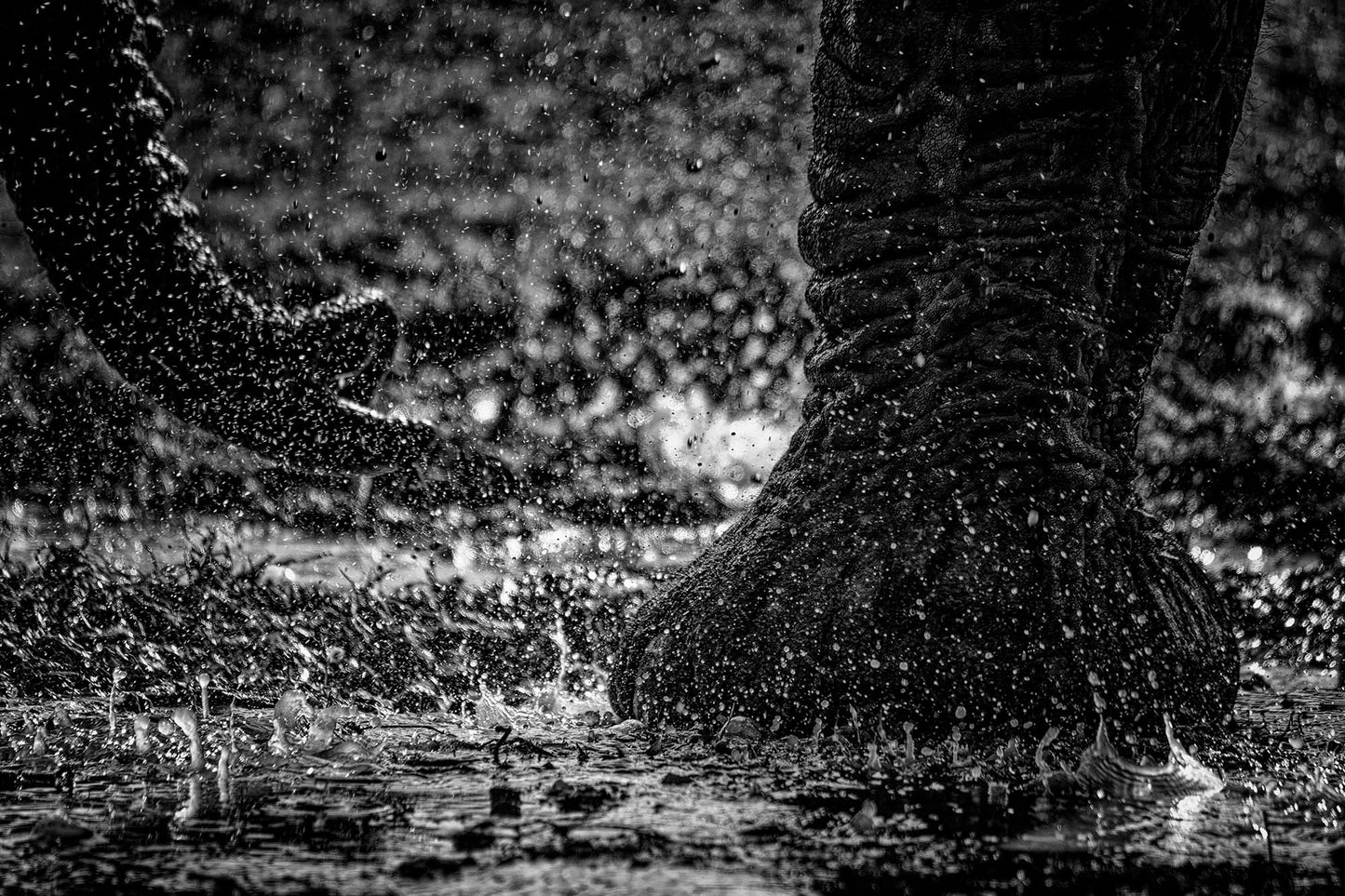 'Splish Splash'