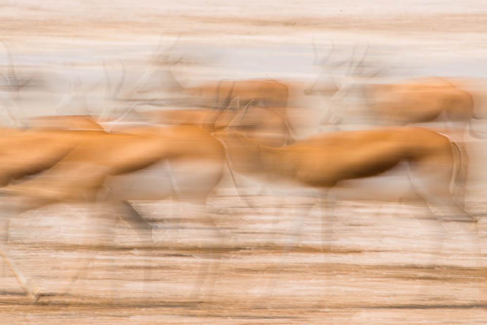 'Springbok'
