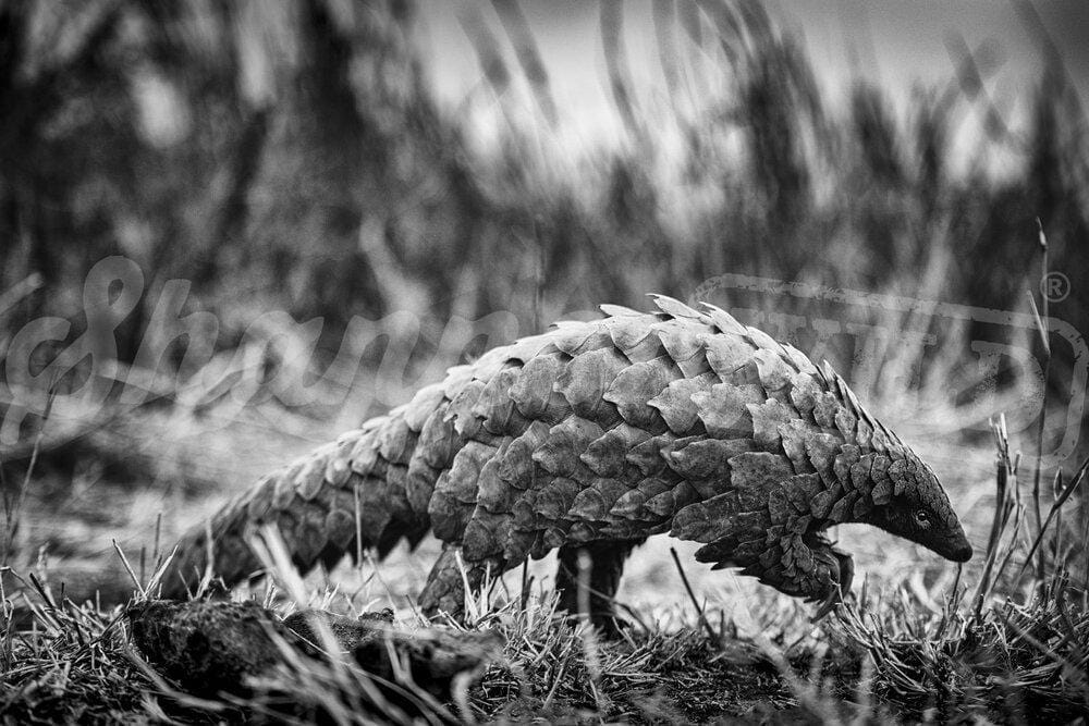 'Pangolin' African Wildlife Print - Wild In Africa