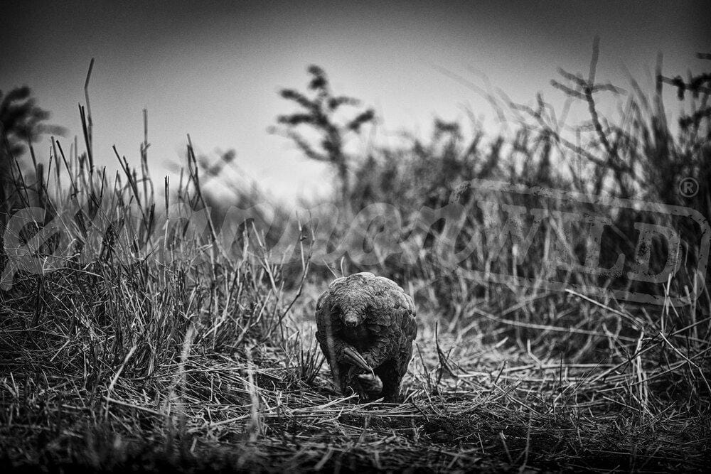 'Pangolin In Bush' African Wildlife Print - Wild In Africa