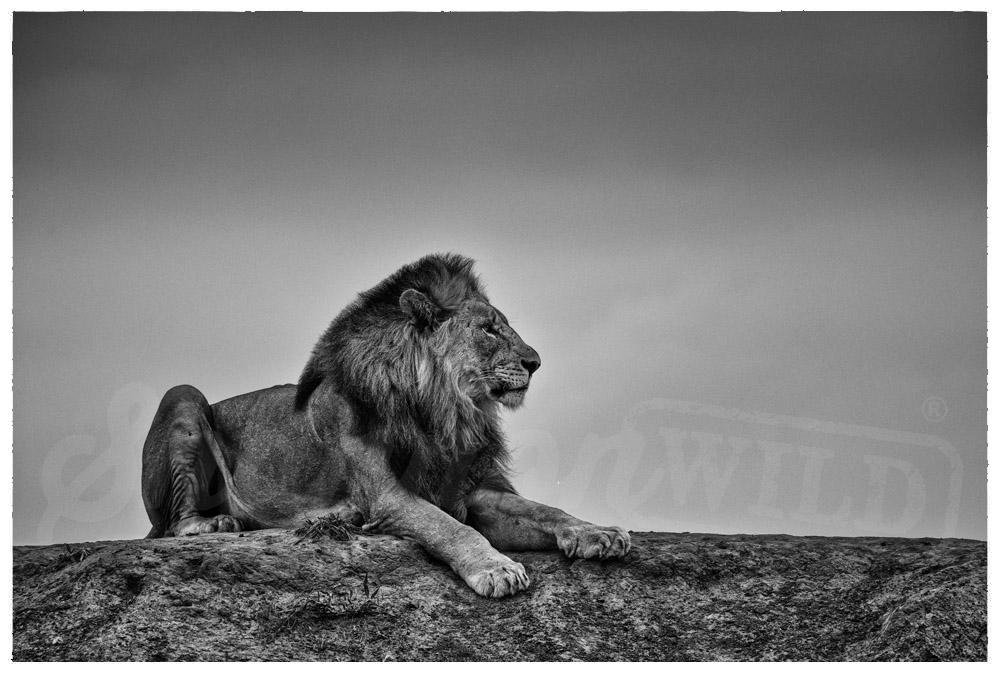 'The King'