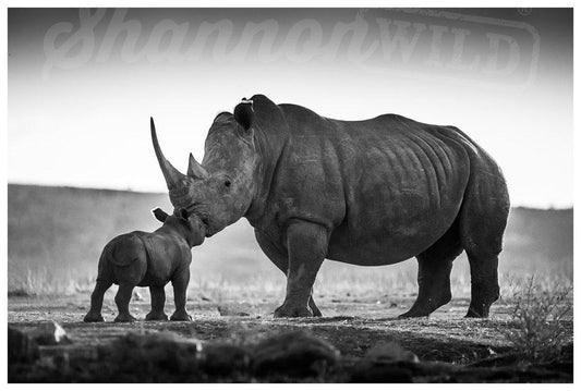 'The Kiss' Limited Edition Rhino Print - Wild In Africa