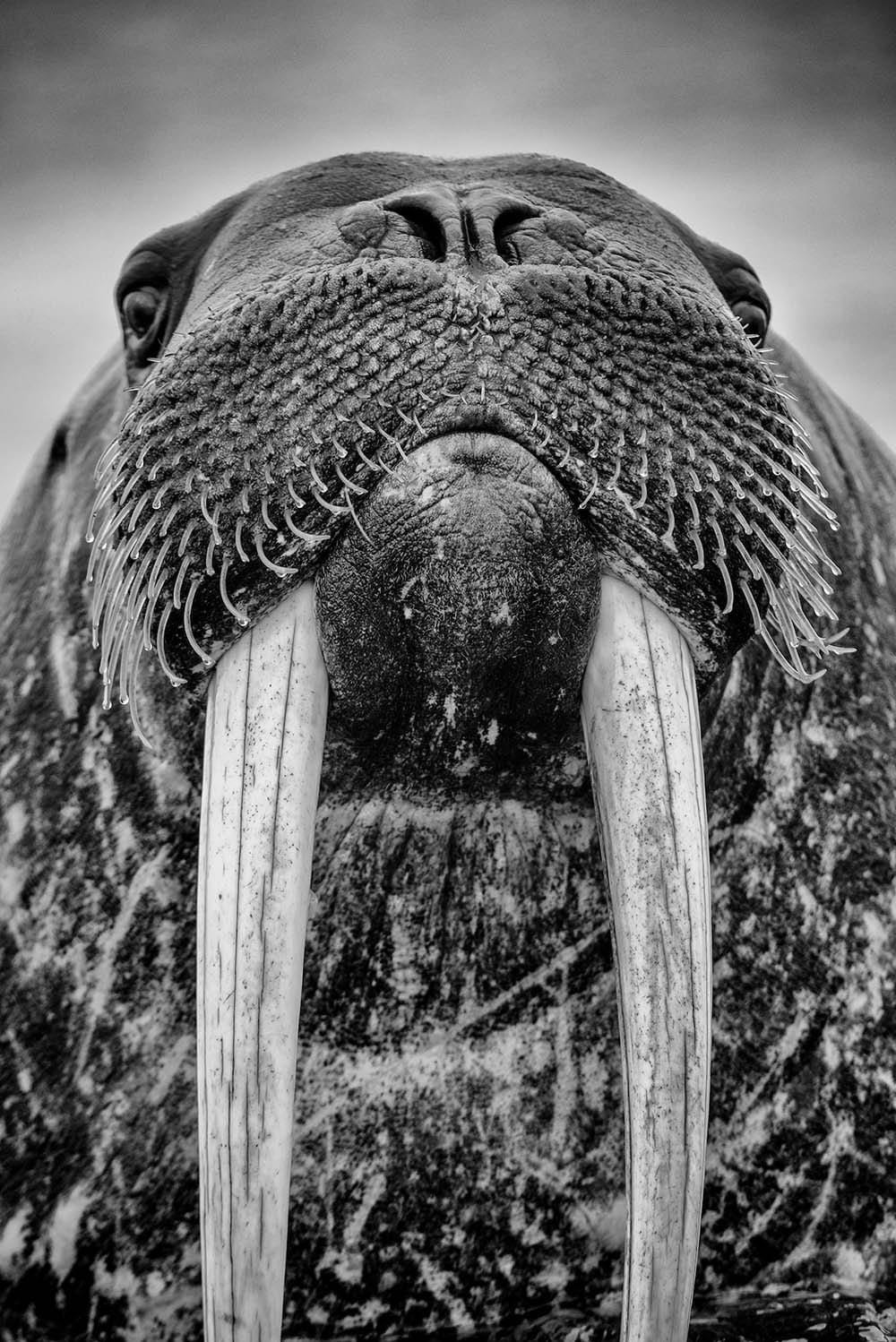 'Walrus'