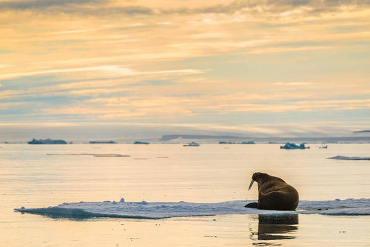 'Walrus on Ice'