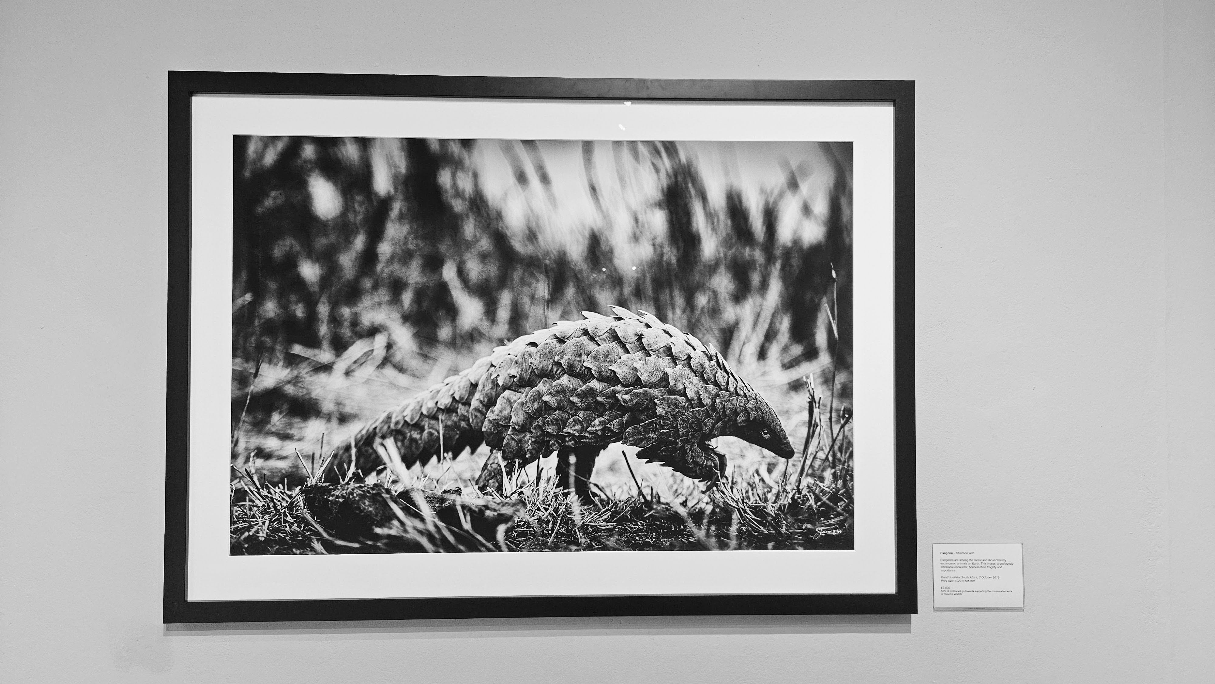 B4サイズ(約25x36cm)lh-poster-6835Pangolin パンゴリン