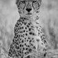 'Cheetah Portrait'
