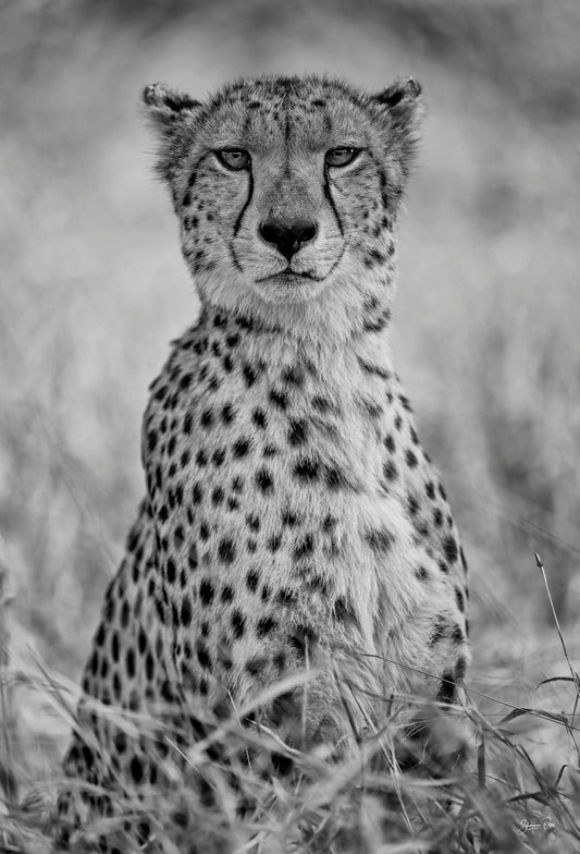 'Cheetah Portrait'
