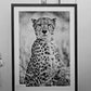 'Cheetah Portrait'