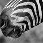 'Clark Gable Zebra'