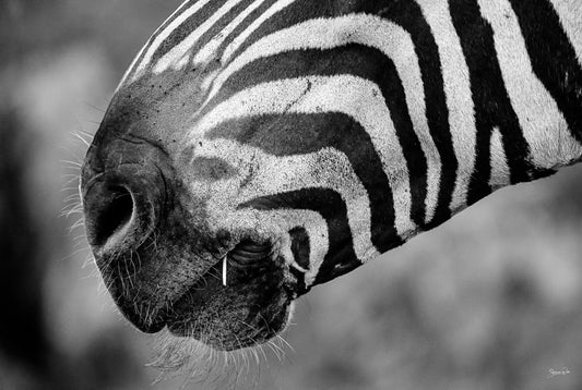 'Clark Gable Zebra'