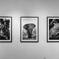 Three framed black and white photographs of animals on a wall.