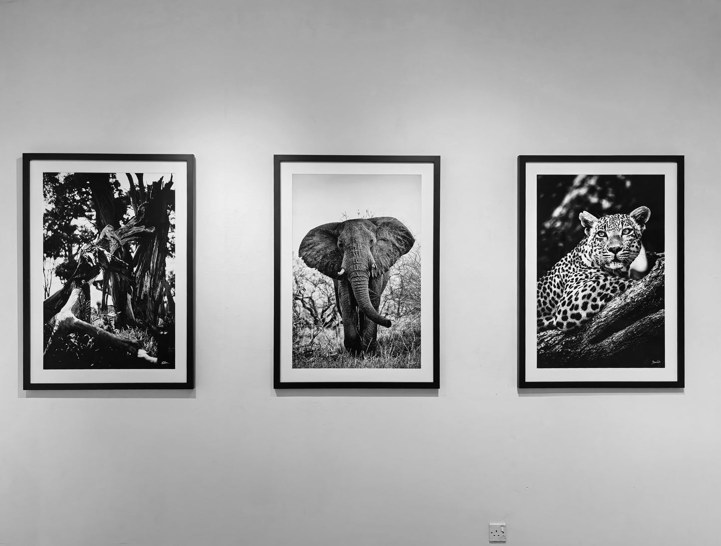 Three framed black and white photographs of animals on a wall.