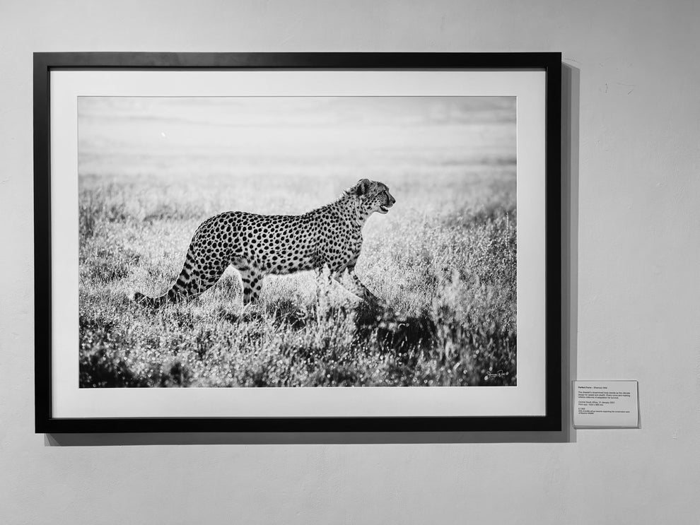 Perfect Form Shannon Wild