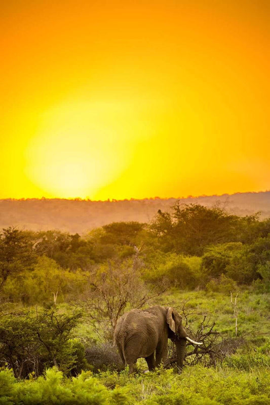 'Elephant at Sunset'