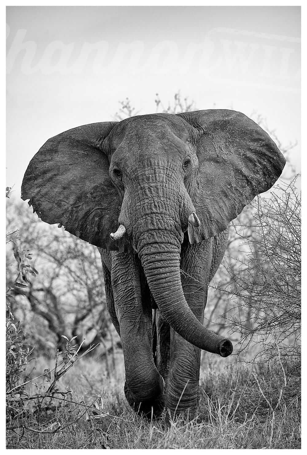 African Elephant Photo Print - Wild In Africa