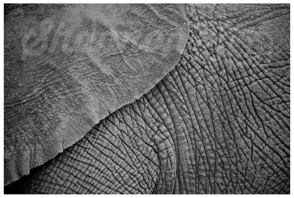 African Elephant Skin Photo Print - Wild In Africa