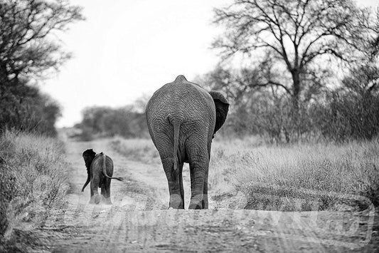 'Together' Fine Art Elephant Print - Wild In Africa