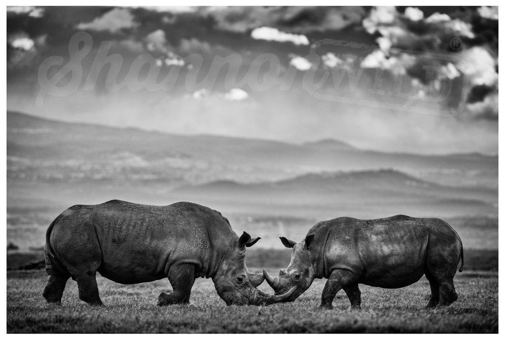 'Battle' Rhino Photo Print - Wild In Africa