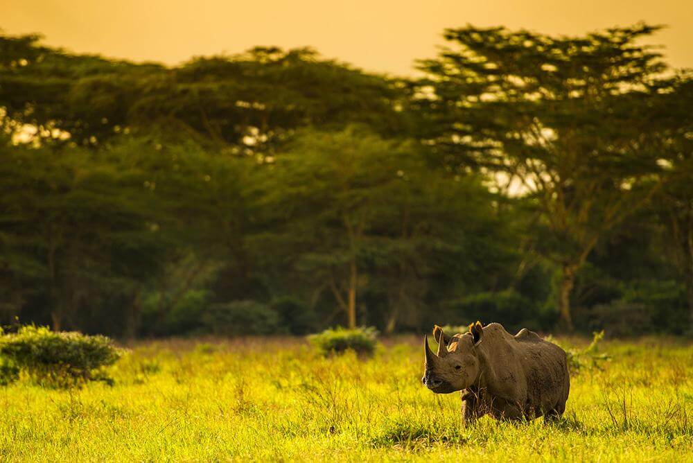 'Black Rhino in Kenya'